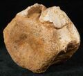 Edmontosaurus (Hadrosaur) Caudal Vertebrae - Montana #12681-1